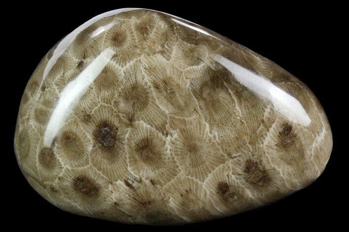 Polished Petoskey Stone (Fossil Coral) - Michigan #131068